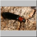 Tillus elongtus - Buntkaefer 02 9mm.jpg